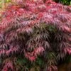Tamukeyama Japanese Maple