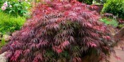 Tamukeyama Japanese Maple