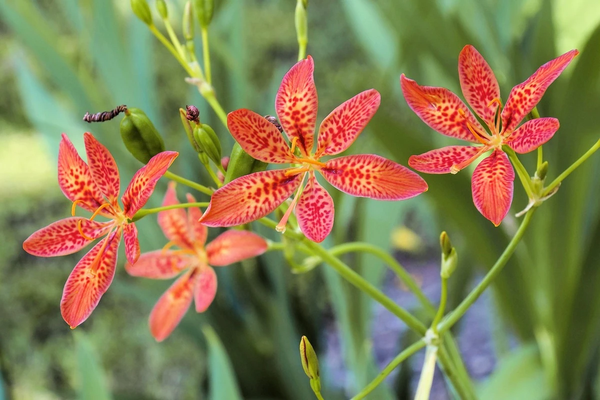 Fresh Plant World -Fresh Plant World s l1200